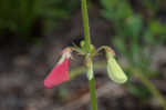 Spiked hoarypea